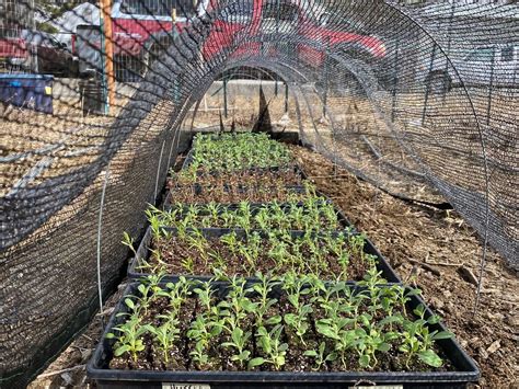 what shade cloth for hardening off clones|planting clones in the garden.